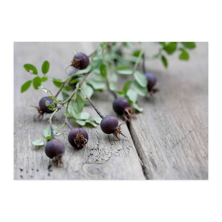 Cartolina "Rosa pimpinella" per la vendita all'ingrosso da parte di paruspaper. nutzfeine papeterie