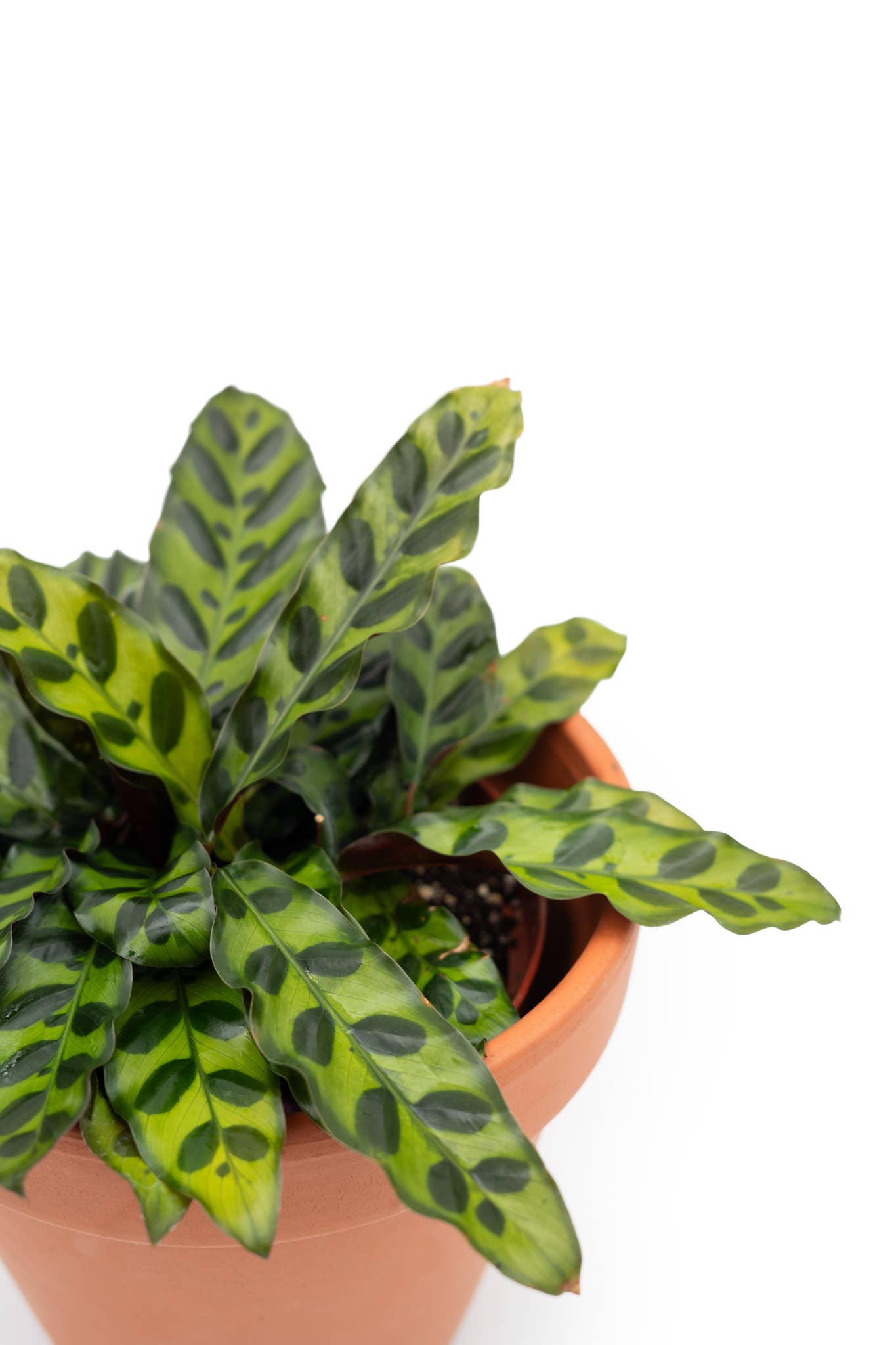 Anna's Garden, Home and Wellness - Wholesale Live Plant - 4" Calathea Assorted