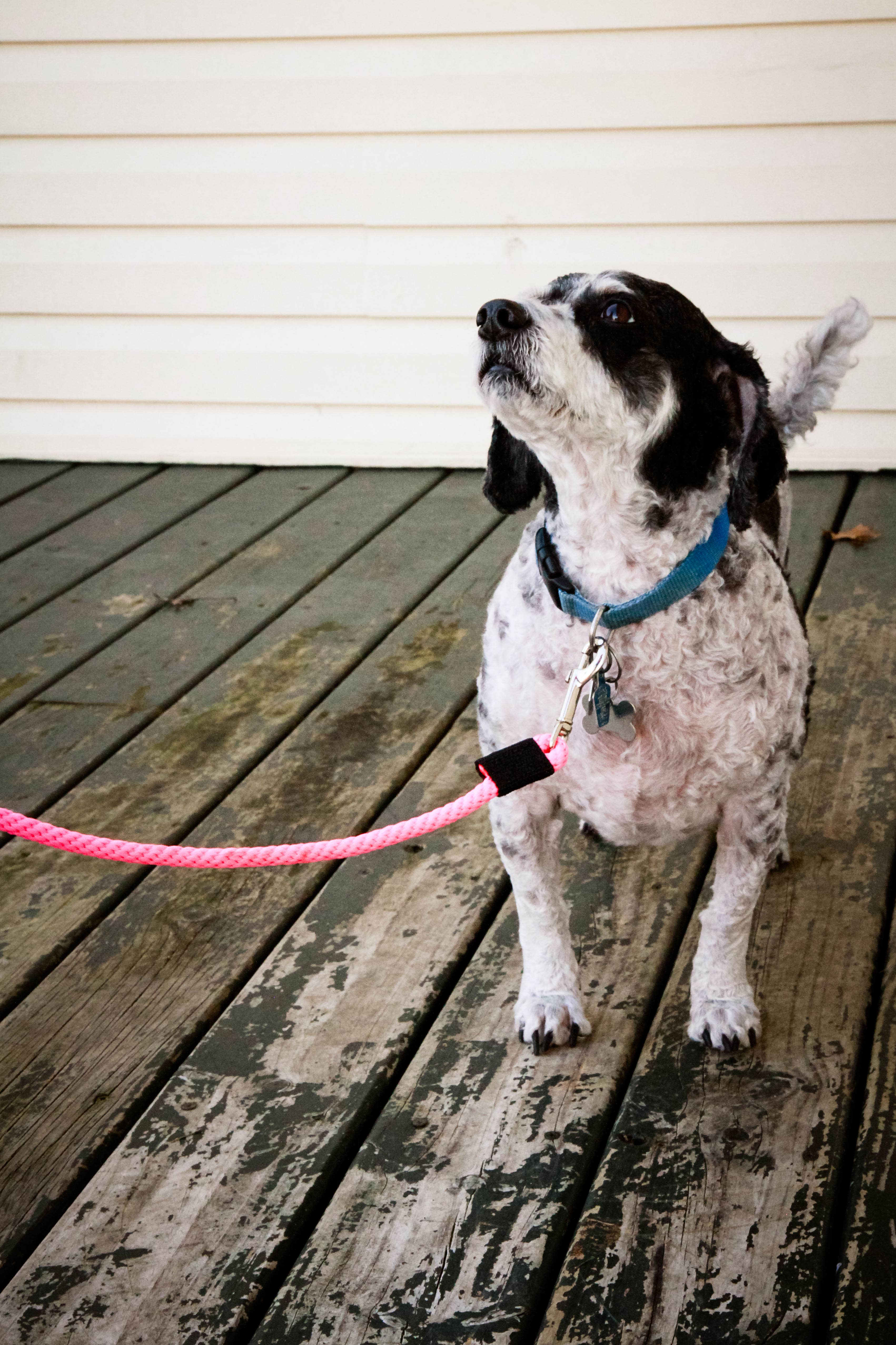 SOFT LINES - Wholesale Pet Leash - Dog - Woven Snap Leash1