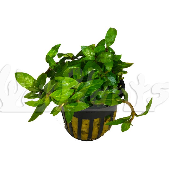 Staurogyne Repens en pot pour la vente par Wetplants