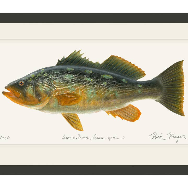 Bull Calico Bass III Limited Edition Print for wholesale by Nick Mayer Art