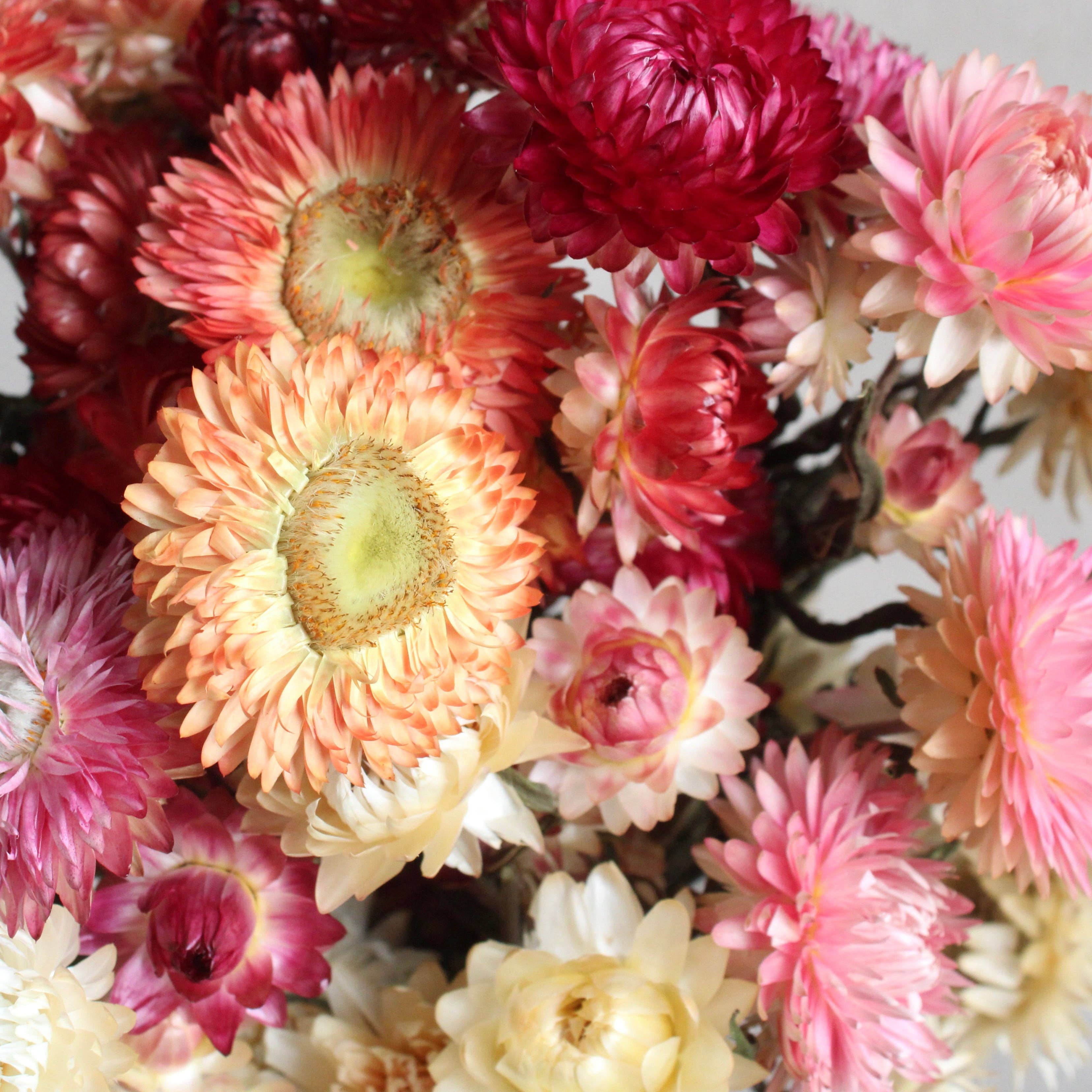 Roxanne's Dried Flowers - Wholesale Dried/Pressed Flowers - Strawflower - Dried8