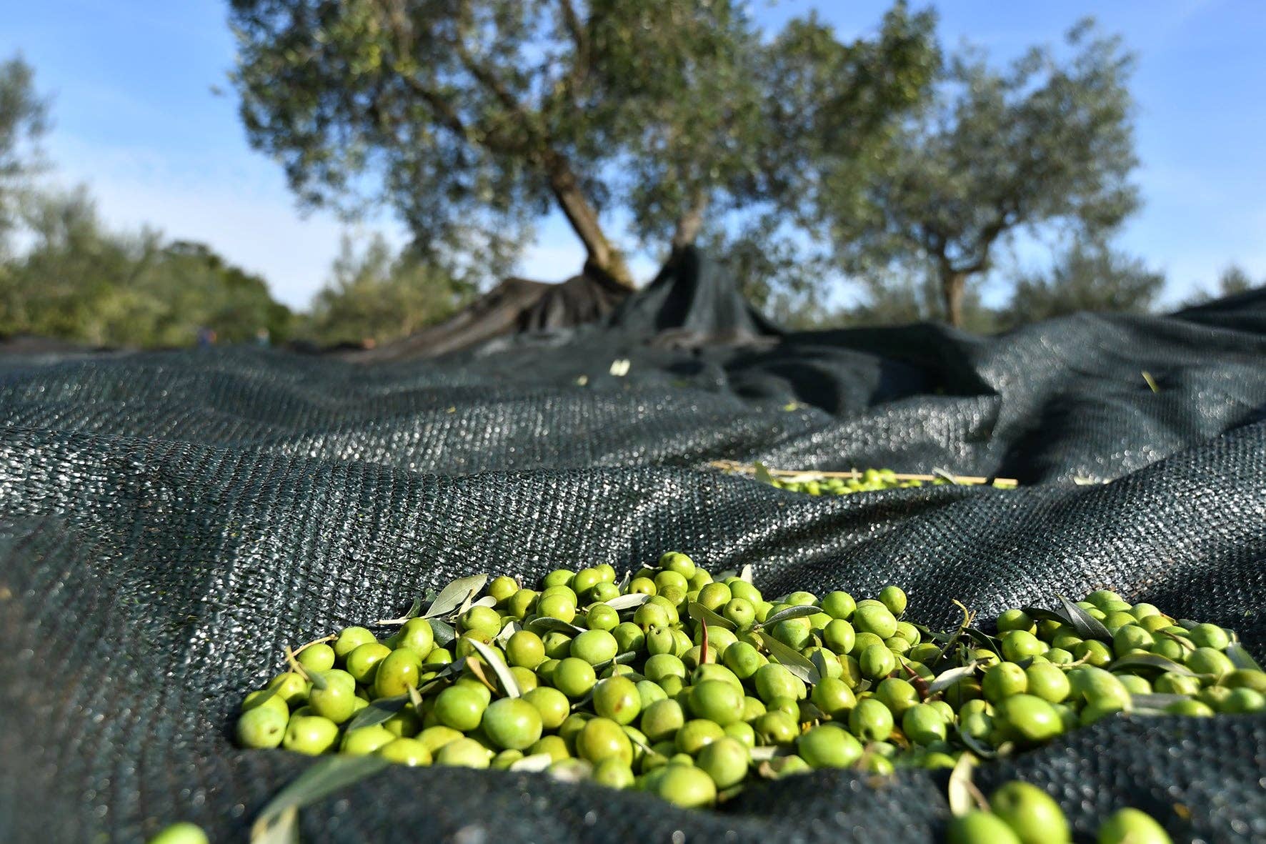 Drusk Trading Company - Wholesale Olive Oil - Croatian Extra Virgin Olive Oil | Chiavalon Ex Albis | High Polyphenol Olive Oil3