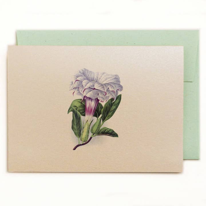 Lilybranch – Engroshandel Brevpapir/sæt med noteskort – Et dusin blomster Notecards på dejlige Shimmery elfenben karton