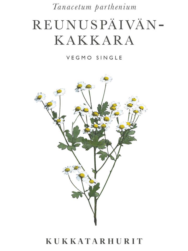 Reunuspäivänkakkara Vegmo Single - Tanacetum parthenium pour la vente par Kukkatarhurit