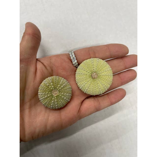 Casablanca Exports - Wholesale Decorative Tabletop Object - Sea Urchins - Small/Medium