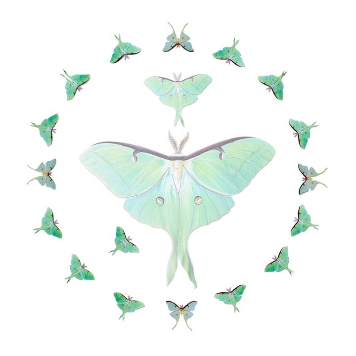 'Snowmoon' Micro Luna Moth Collection for wholesale by Moth and Myth