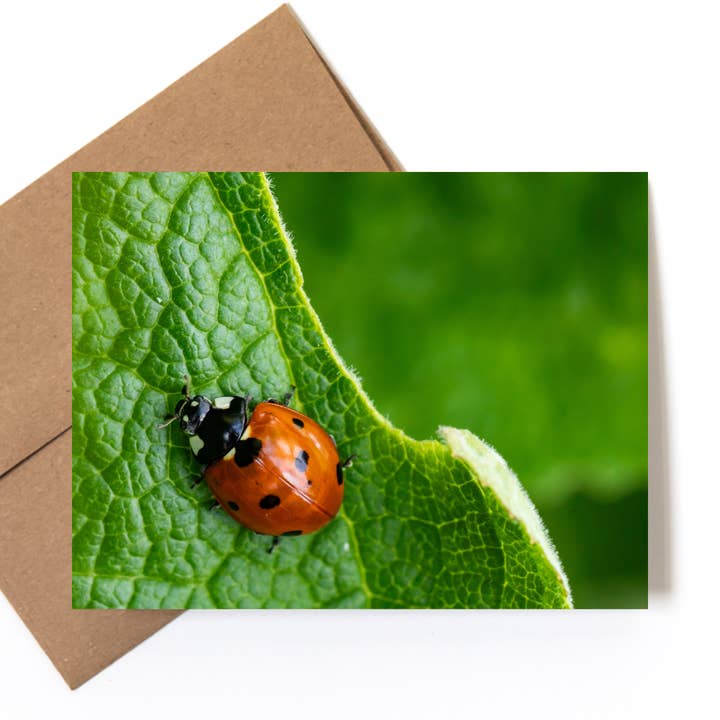 "Cherry Tomato" Nature Photo Greeting Card for wholesale by Andrea Morris Art