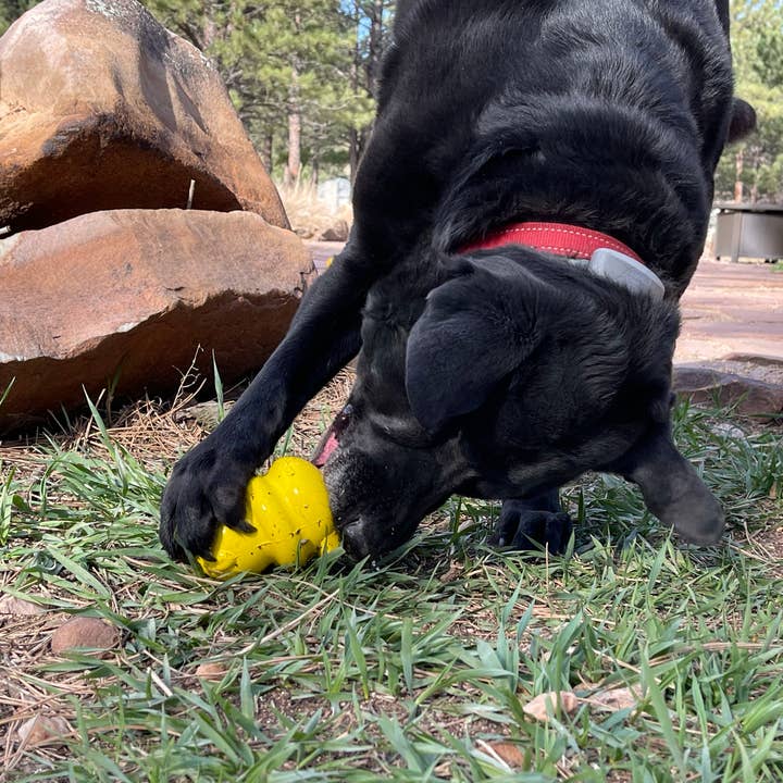 SodaPup Dog Toys - Wholesale Pet Chew Toy - Dog - Honey Bear Treat Dispenser4