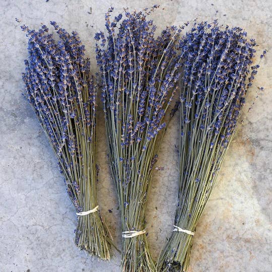 Dried Purple English Lavender (Short & Tall Stems) for wholesale by BLOOMINGFUL.COM