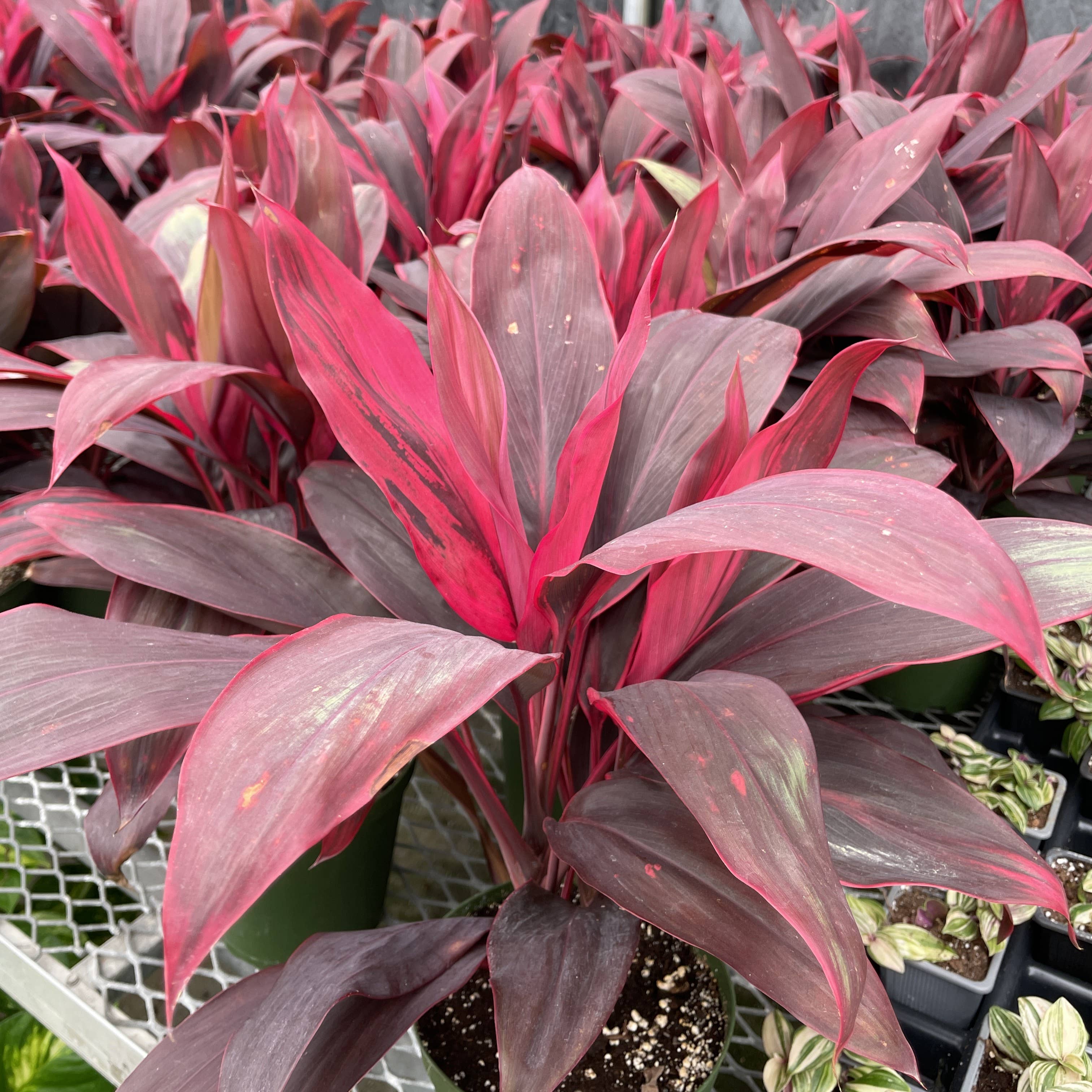 Thorsen's Greenhouse - Wholesale Live Plant - Cordyline 'Red Sister' - Hawaiian Ti Plant 6" Live Plant1