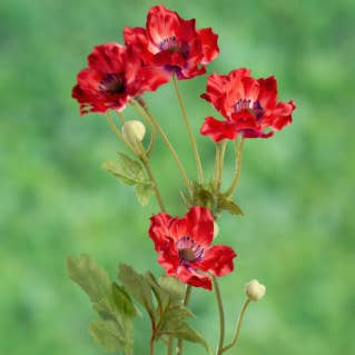 Mezu Silk Flowers – Großhandel Künstliche Blumen – Künstlicher roter Mohn0