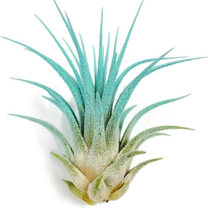 AURA 8 Art Boutique - Wholesale Live Plant - Ionantha Guatemala Tillandsia Air Plant Blue, Live Airplant