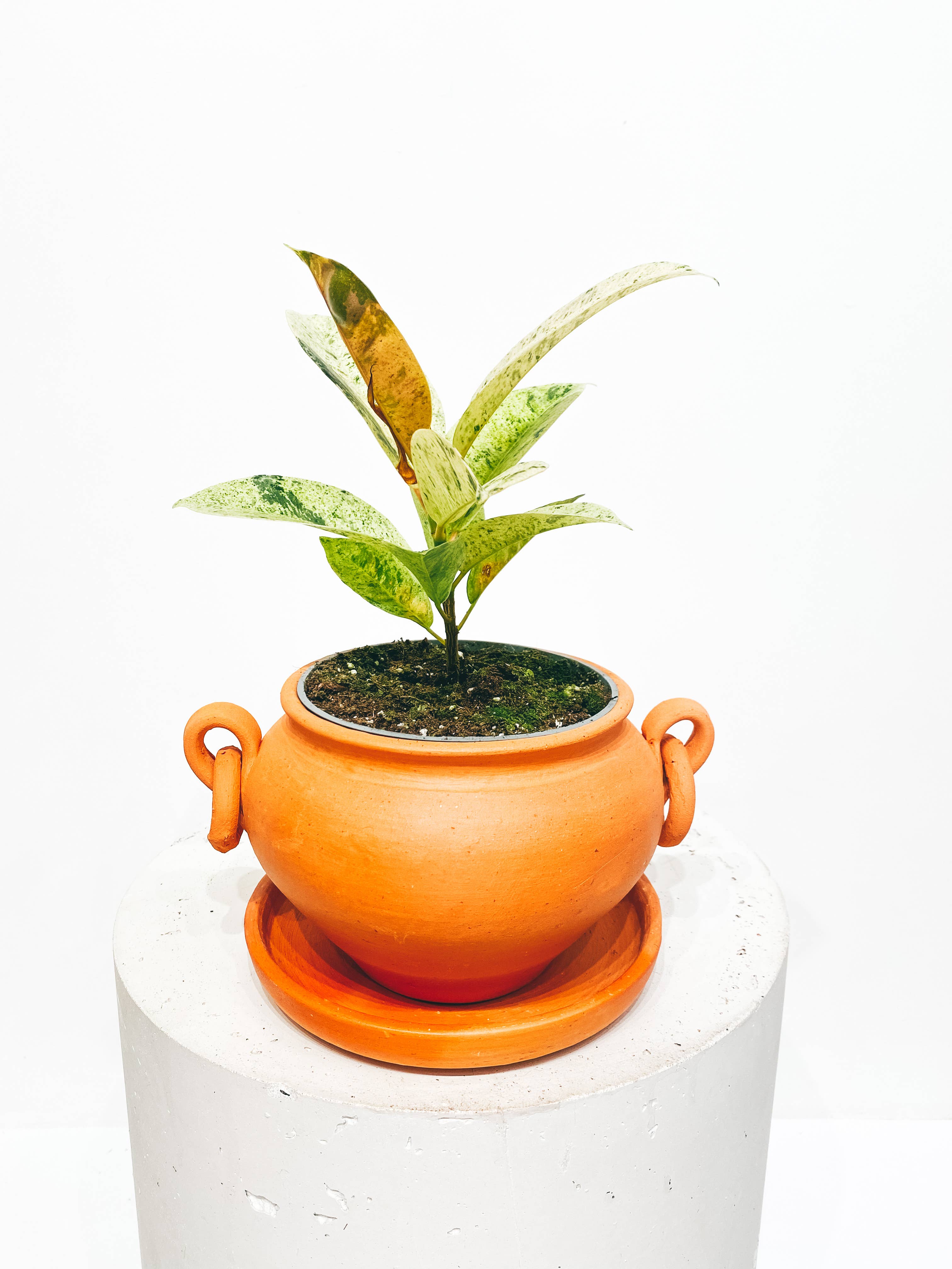 BOHO DECO - Venta al por mayor Macetas - 8 x Maceta tradicional «moyo» con pendientes D161