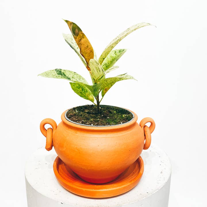 BOHO DECO - Venta al por mayor Macetas - 8 x Maceta tradicional «moyo» con pendientes D161