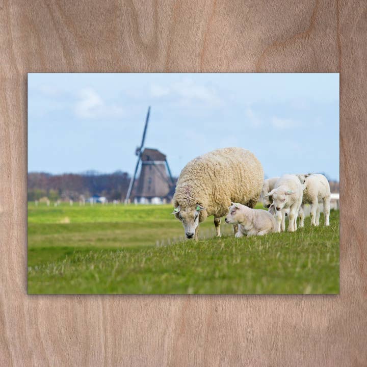 Postcard Eye0081 Texel Sheep Windmühle for wholesale by eye-comm