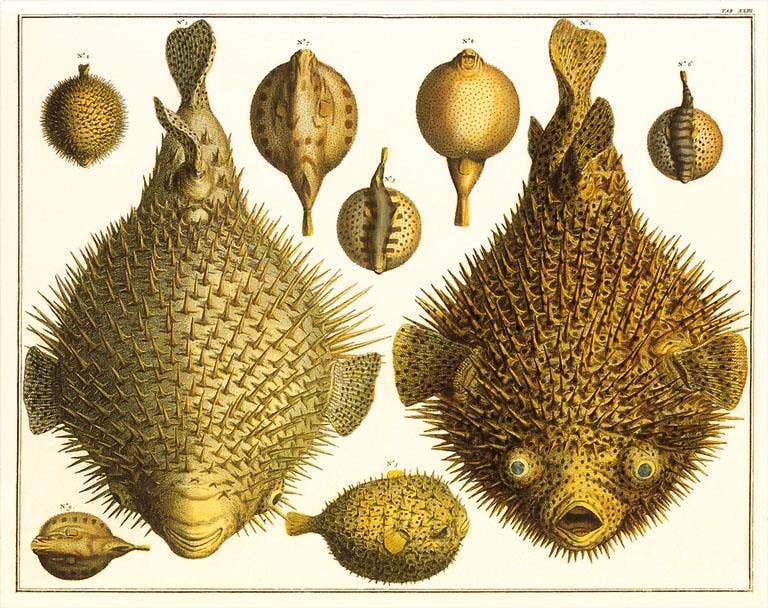 Found Image Press - Wholesale Sticker - Sticker AN-278 Puffer Fish0