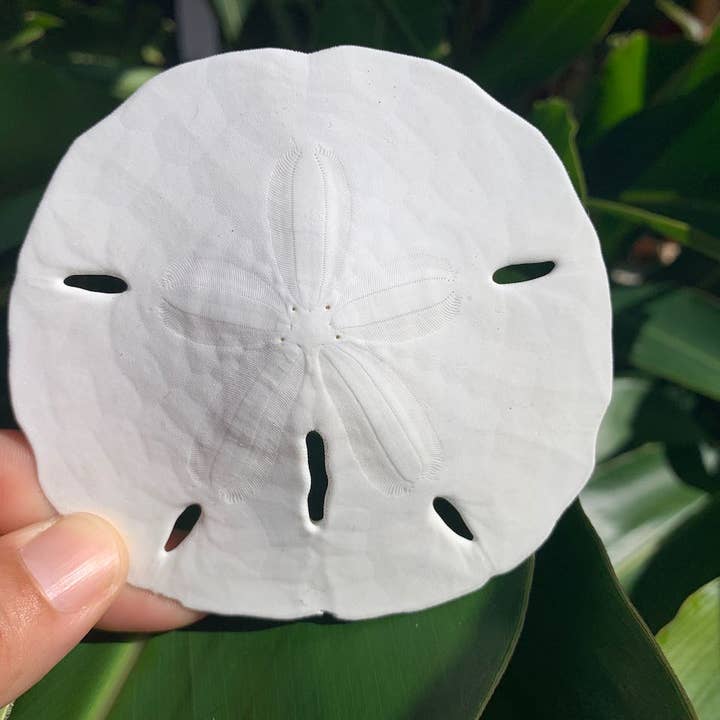 Copper Moon Crystals – Großhandel Tischdeko – Sand-Dollar