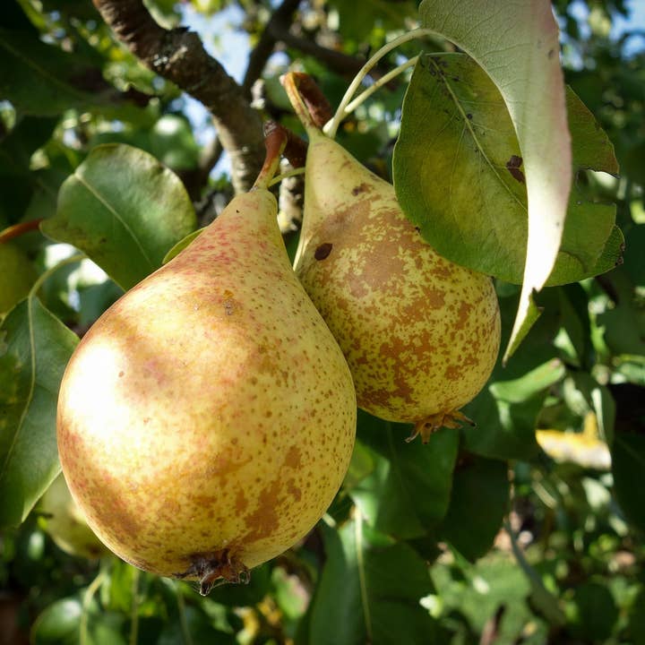 AZIENDA AGRICOLA MIGLIORETTI - Wholesale Fruit Juice - PEAR DRINK. Organic, made in Italy, picnic