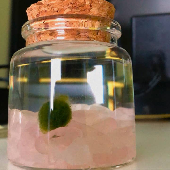 Small Marimo Moss Ball Terrarium with Rose Quartz Gemstones for wholesale by Moss Amigos | Moss Ball Terrariums