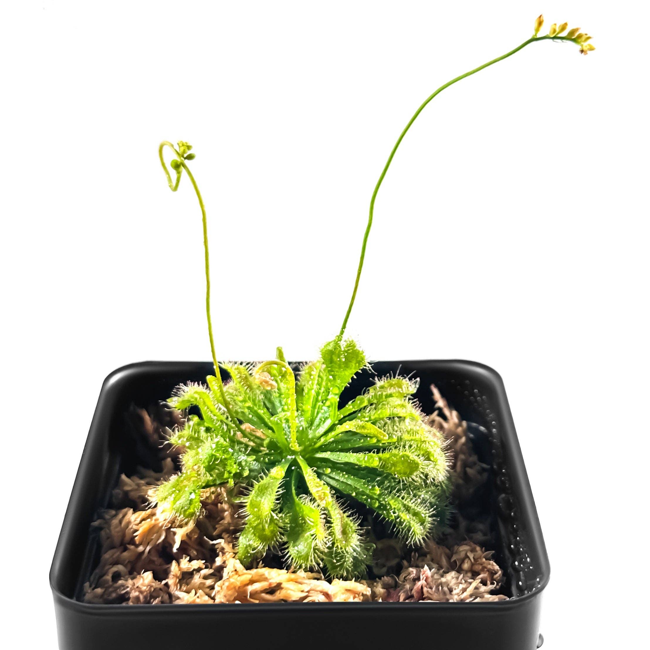 bloomify - Wholesale Live Plant - Large Size Spoon-leaved Sundew Plant. 2” Diameter, Drosera Spatulata, Carnivorous Plant1