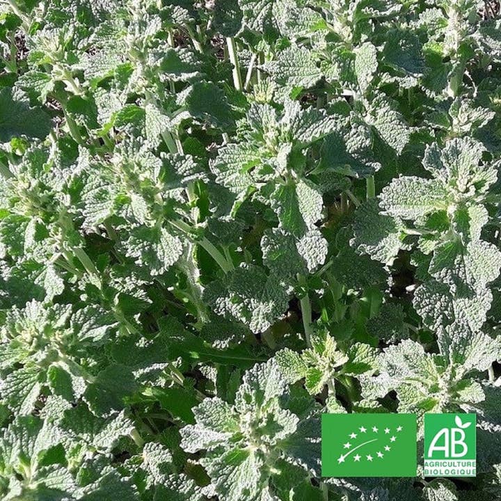 Le Cabri D'Or - Wholesale Kruiden - Organic White Horehound - Gedroogde plant1