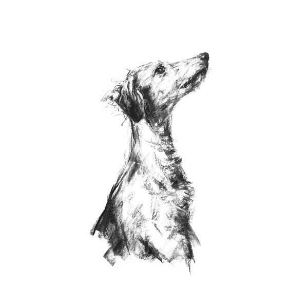 REMOVED BRAND - Vente Affiche d'art - Impression de dessin de chien, Lurcher « Listener » - Fine Art Dog Print1