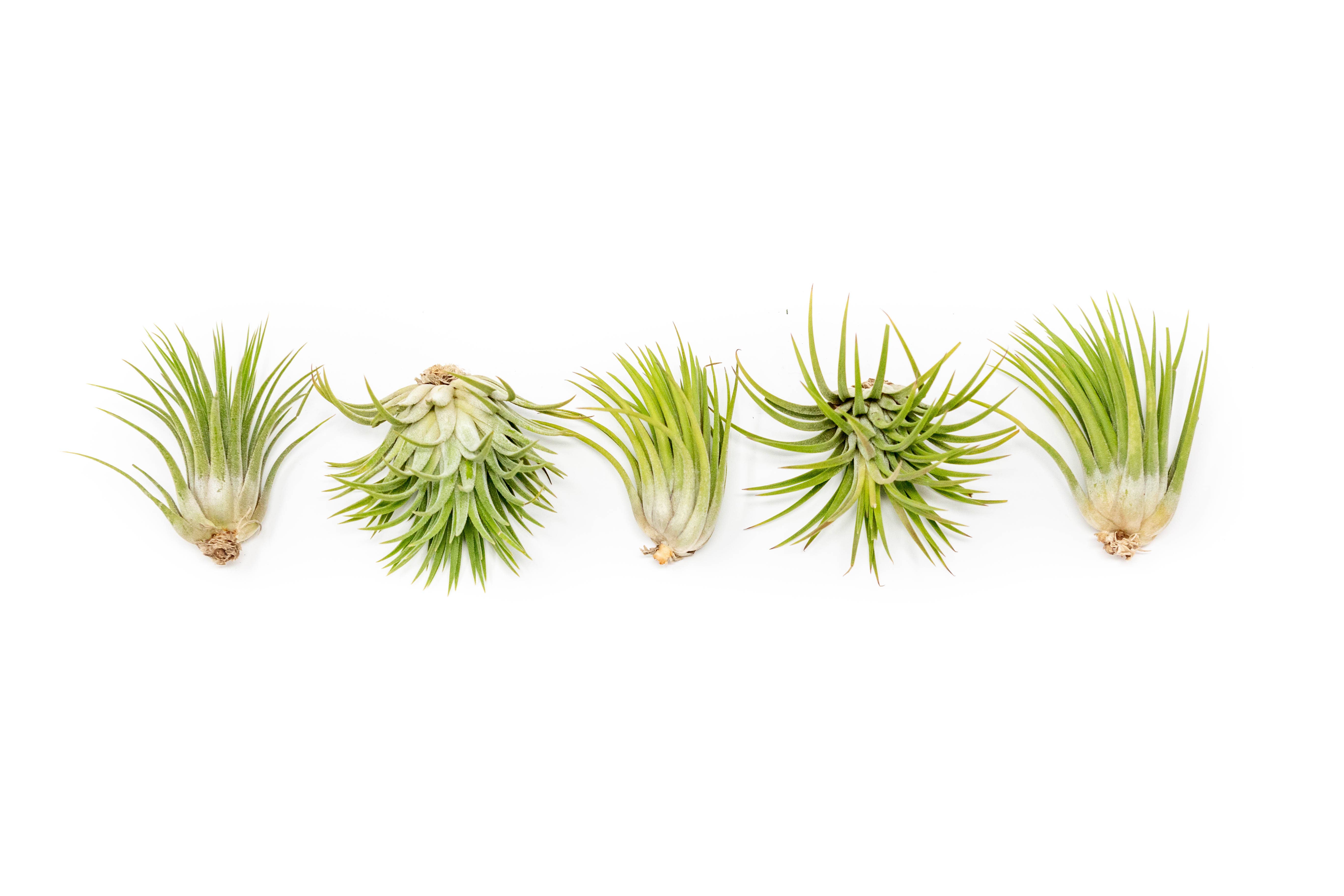 Air Plant Shop - Wholesale Live Plant - Tillandsia Ionantha Mexican Air Plants3