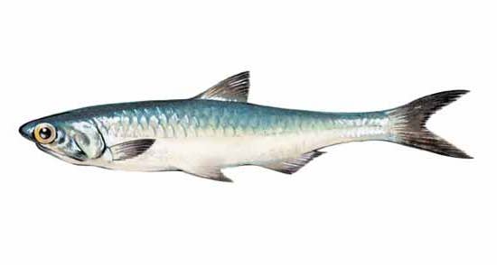 Delicatessen Spanish Food – Großhandel Oliven – La Chinata Manzanilla-Oliven mit Anchovisgeschmack – 350 g Glas4