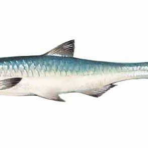 Delicatessen Spanish Food – Großhandel Oliven – La Chinata Manzanilla-Oliven mit Anchovisgeschmack – 350 g Glas4