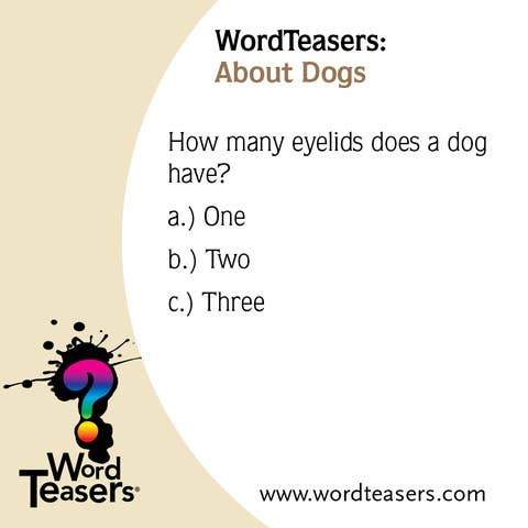 WordTeasers - Wholesale Card Game - About Dogs3