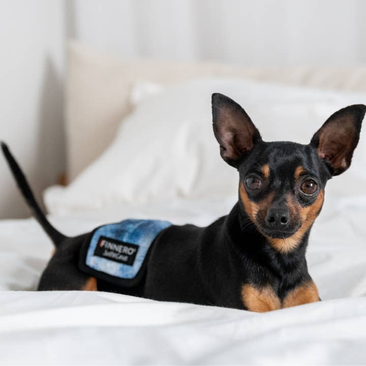 FINNERO - Wholesale Pet Belly Band - Dog - FINNERO JUSTINCASE Male Dog Wrap, 4 Colors, Washable Diaper17