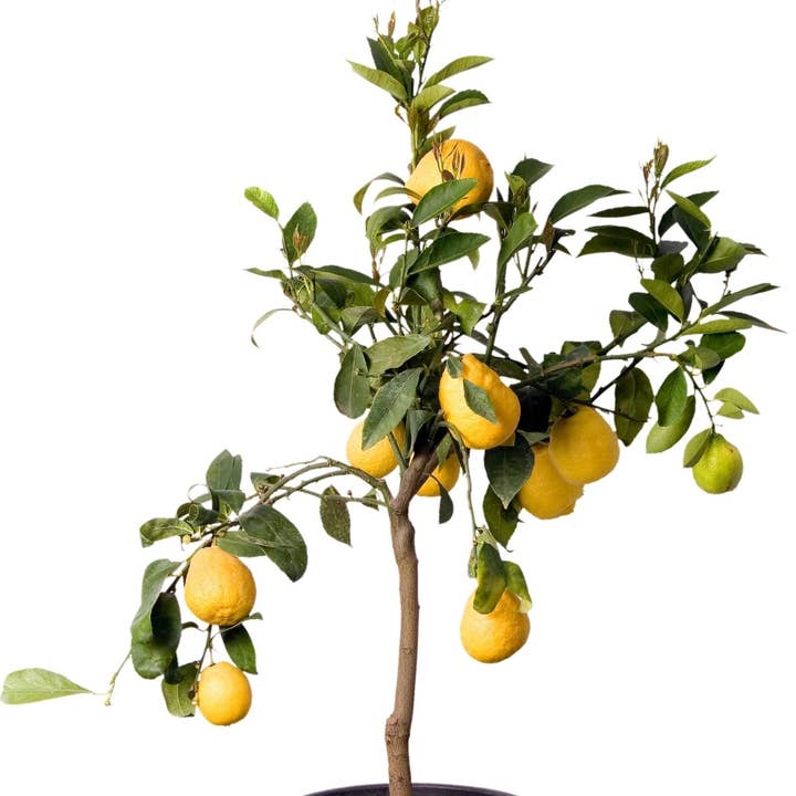 Lemontræ dyrkningssæt for engroshandel hos Lil Plot