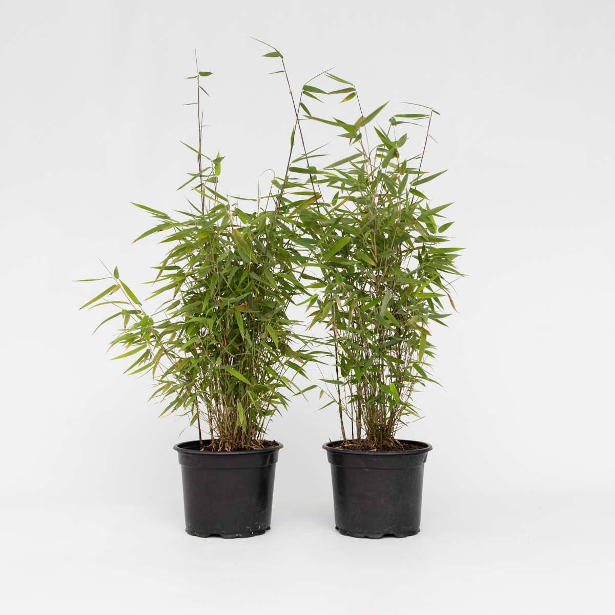 Oasis of Life - Wholesale Live Plant - Bamboo – 4 plants – Fargesia nitida 'Red Dragon' – Height 60–80cm – Ø17cm – Evergreen & hardy bamboo – Non-invasive – Red dragon bamboo as a privacy screen & hedge plant6