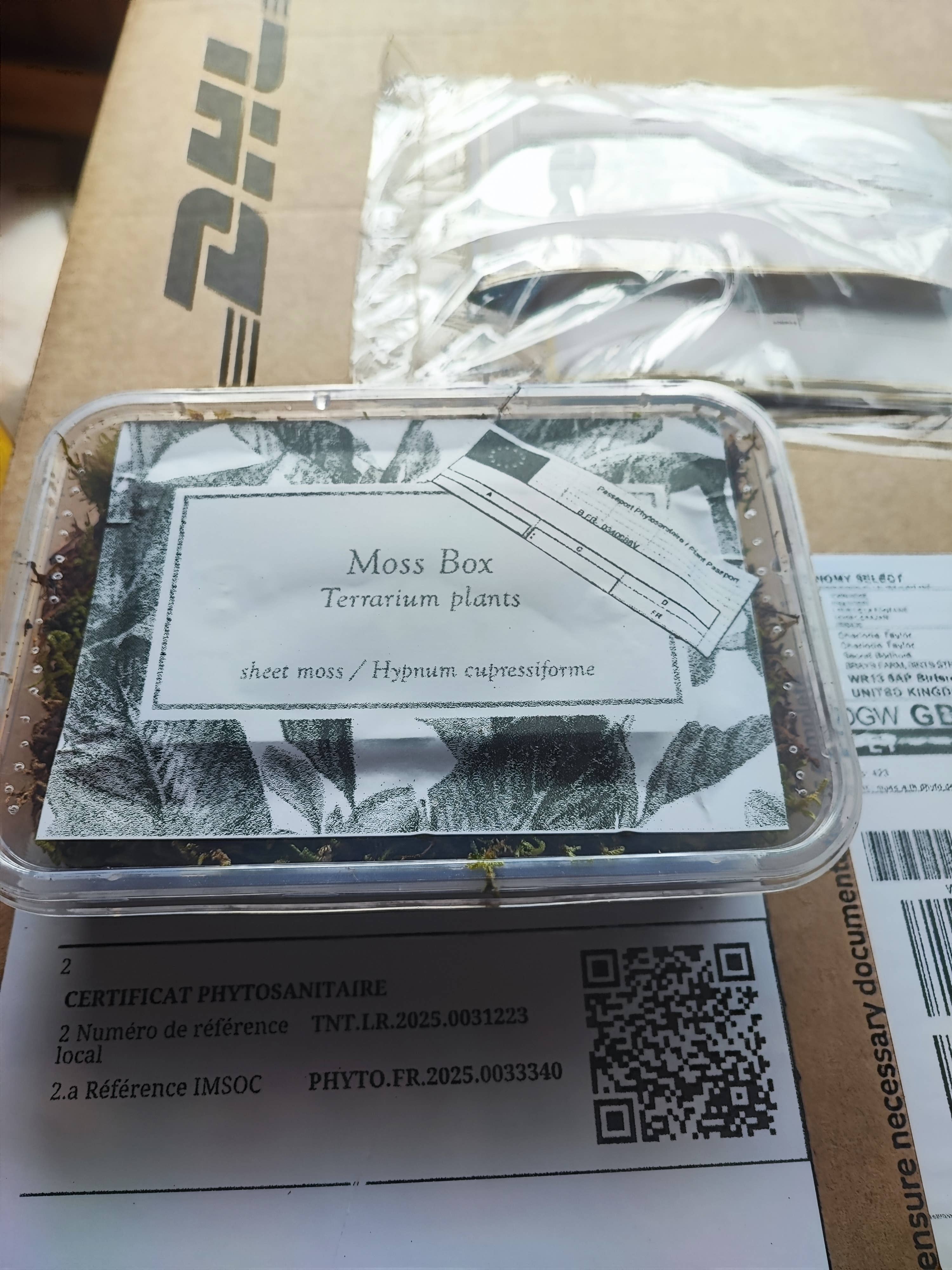 Moss wholesale - Wholesale Live Plant - Moss box for terrariums cushion, bun, sheet, fern, tree moss2