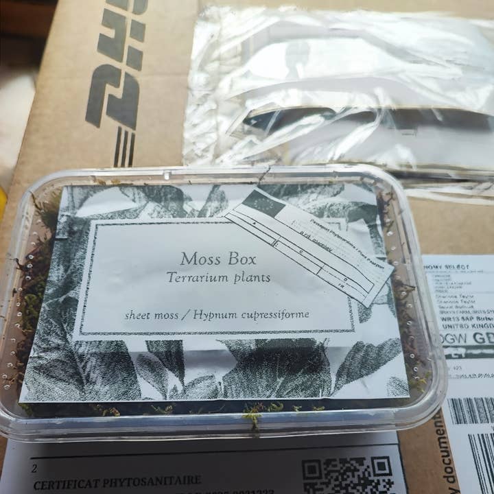 Moss wholesale - Venta al por mayor Plantas naturales - Caja de musgo para terrarios cojín, bollo, hoja, helecho, musgo de árbol2