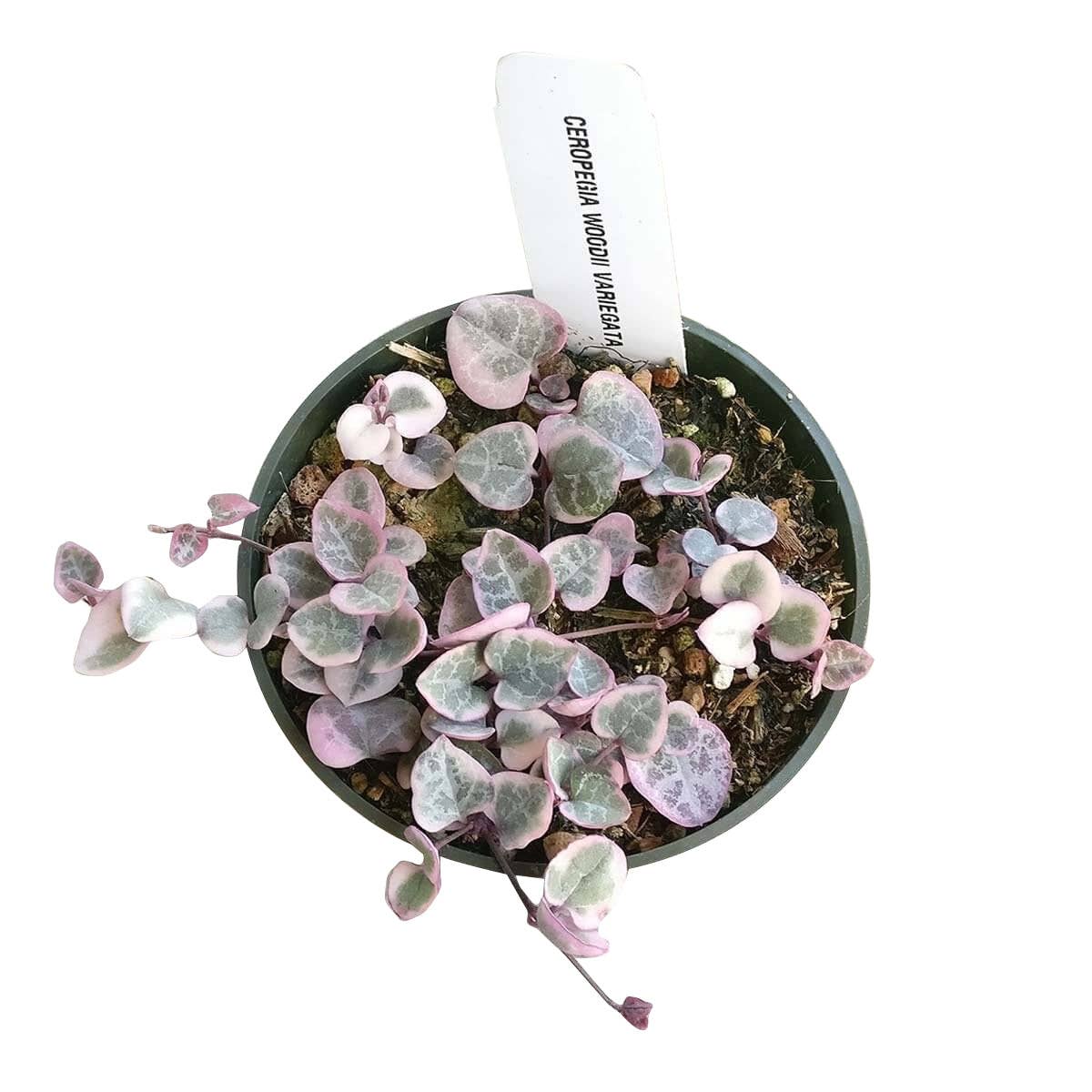 Best Plant Friend - Vente Succulentes - Chaîne de cœurs panachée - Plante succulente en pot de 4/6 pouces1