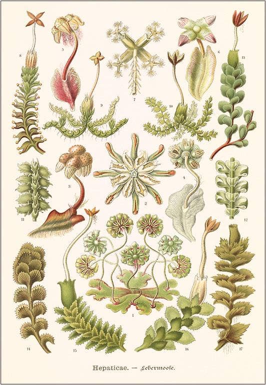 Found Image Press – wholesale Magnet – Magnet SE-113 Hepaticae0