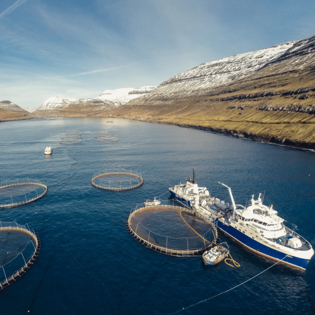 Seatopia - Wholesale Fish/Seafood - Atlantic Salmon (6-8oz filets)1