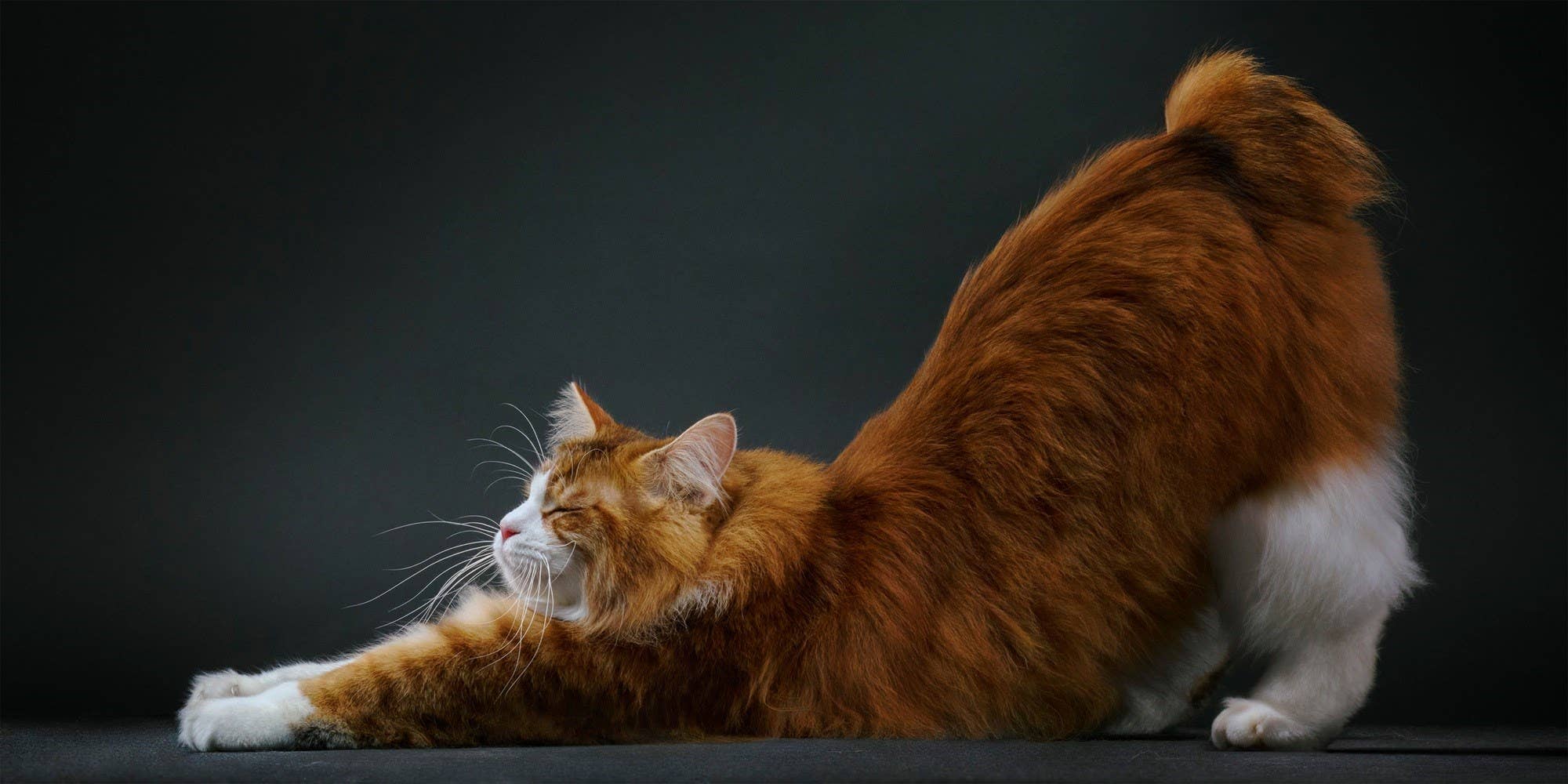 Abrams - Wholesale Display Book - Feline4