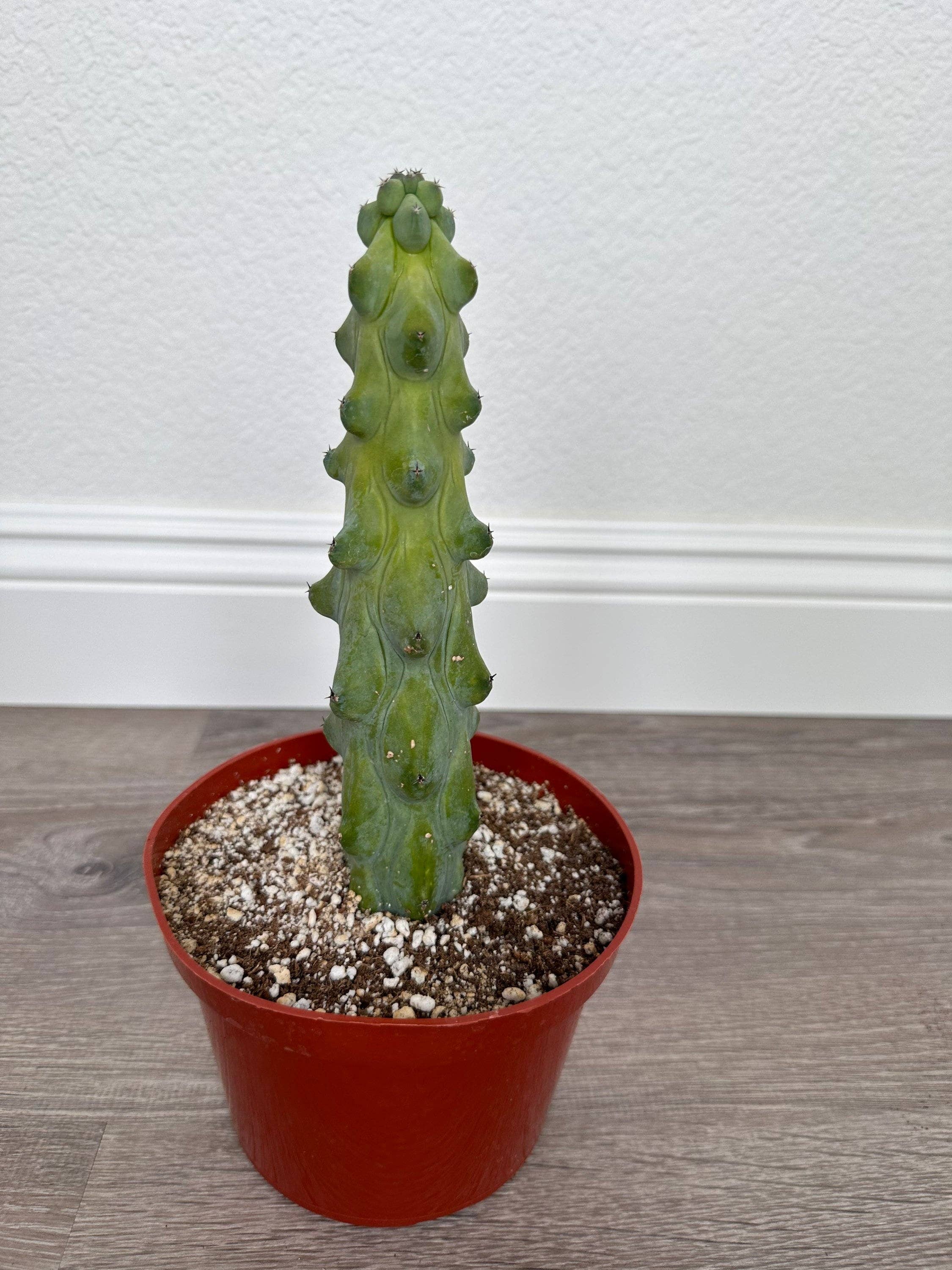 Grow Margo - Wholesale Live Plant - Myrtillocactus Geometrizans - Boobie Cactus Live Rooted7