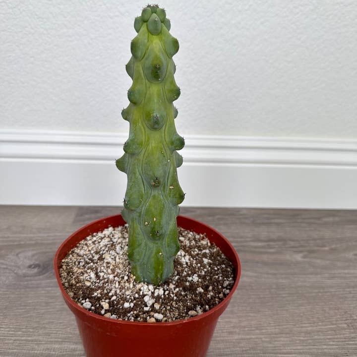 Grow Margo - Wholesale Live Plant - Myrtillocactus Geometrizans - Boobie Cactus Live Rooted7