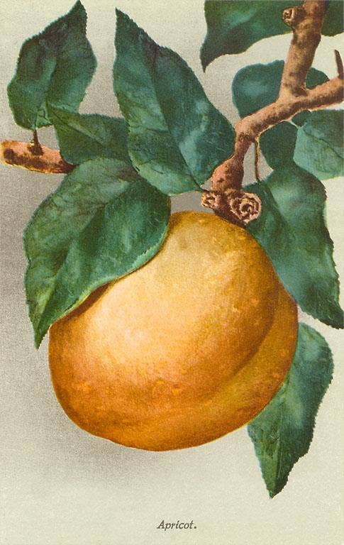 Found Image Press - Vente Autocollant - Autocollant FR-27 Abricot0