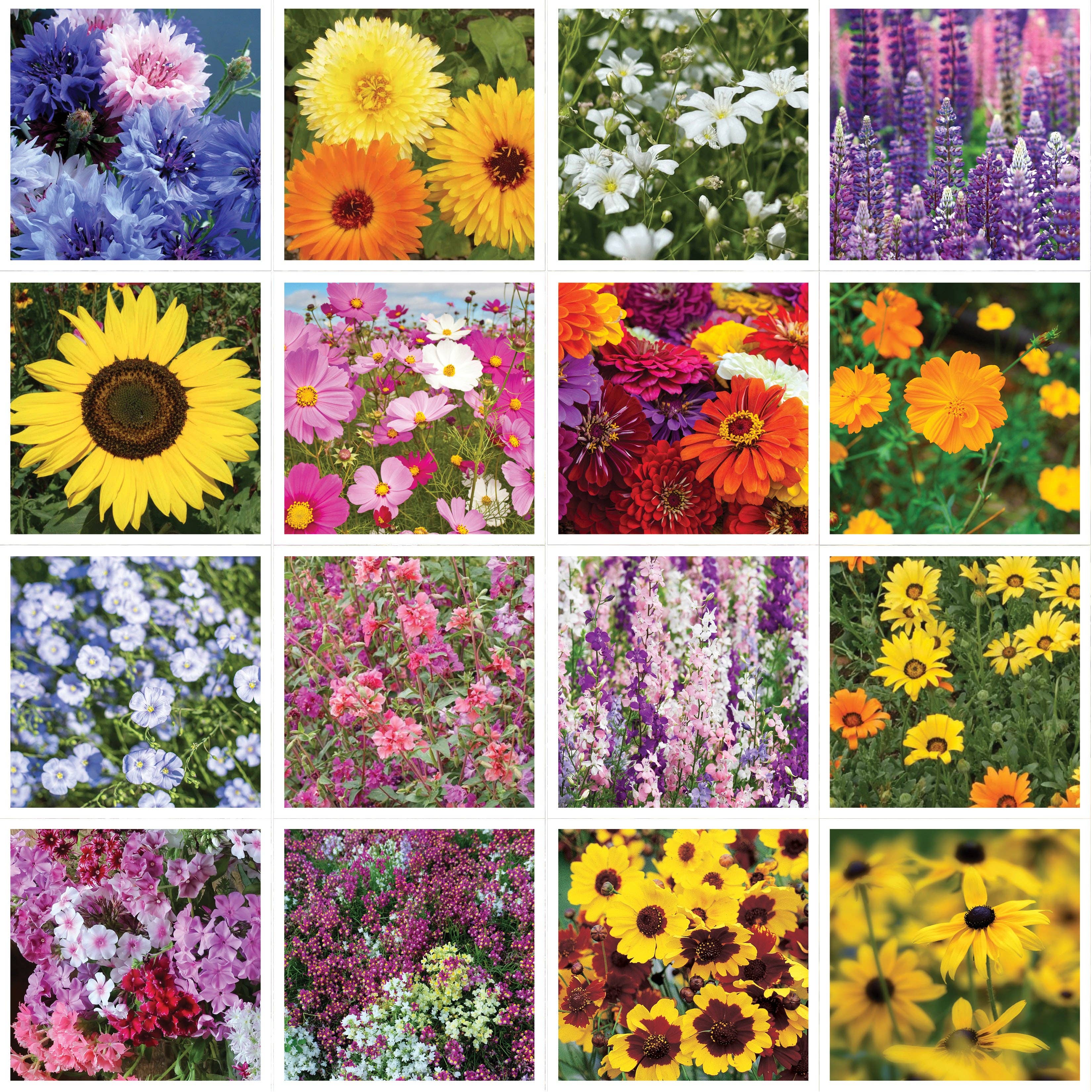 Bentley Seed Co. - Wholesale Plant Seeds - Help Hummingbirds - Pollinator Wildflower Seed Packets5
