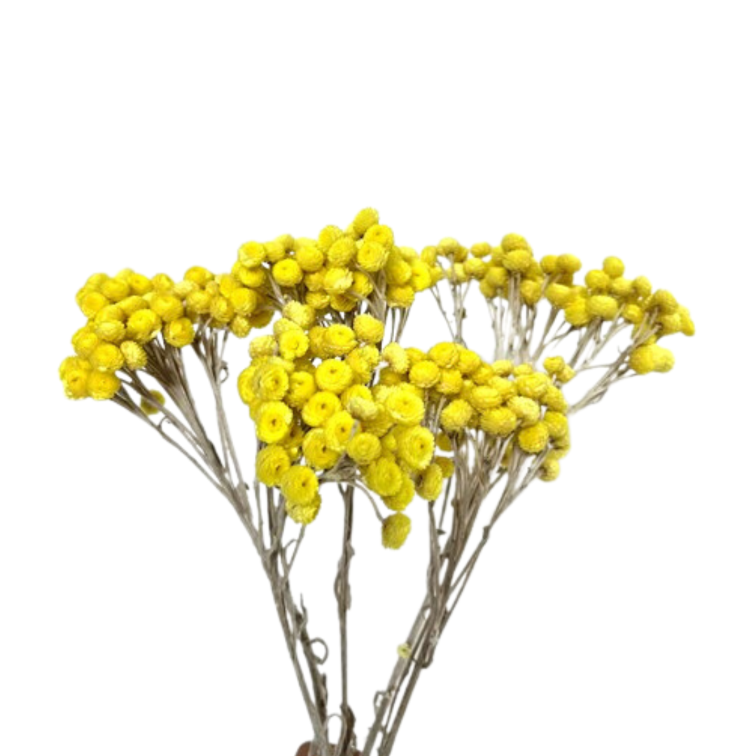 Botanico Ltd. - Wholesale Dried/Pressed Flowers - Helichrysum Immortelle1