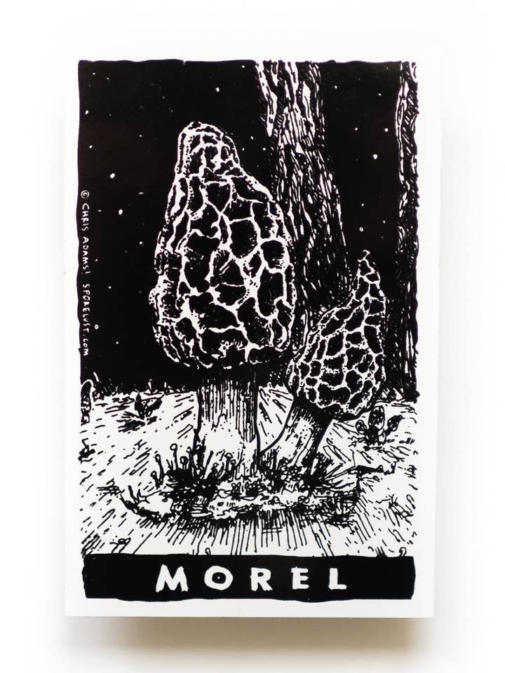 Classic Morel Tarot Sticker for wholesale by Sporelust!