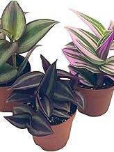 Tradescantia Pianta da Interno Rosa e Viola 3 confezioni per la vendita all'ingrosso da parte di UniqueMartandHome