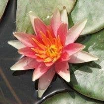 Wetplants - Wholesale Incense - Growers Choice Hardy Water Lily5