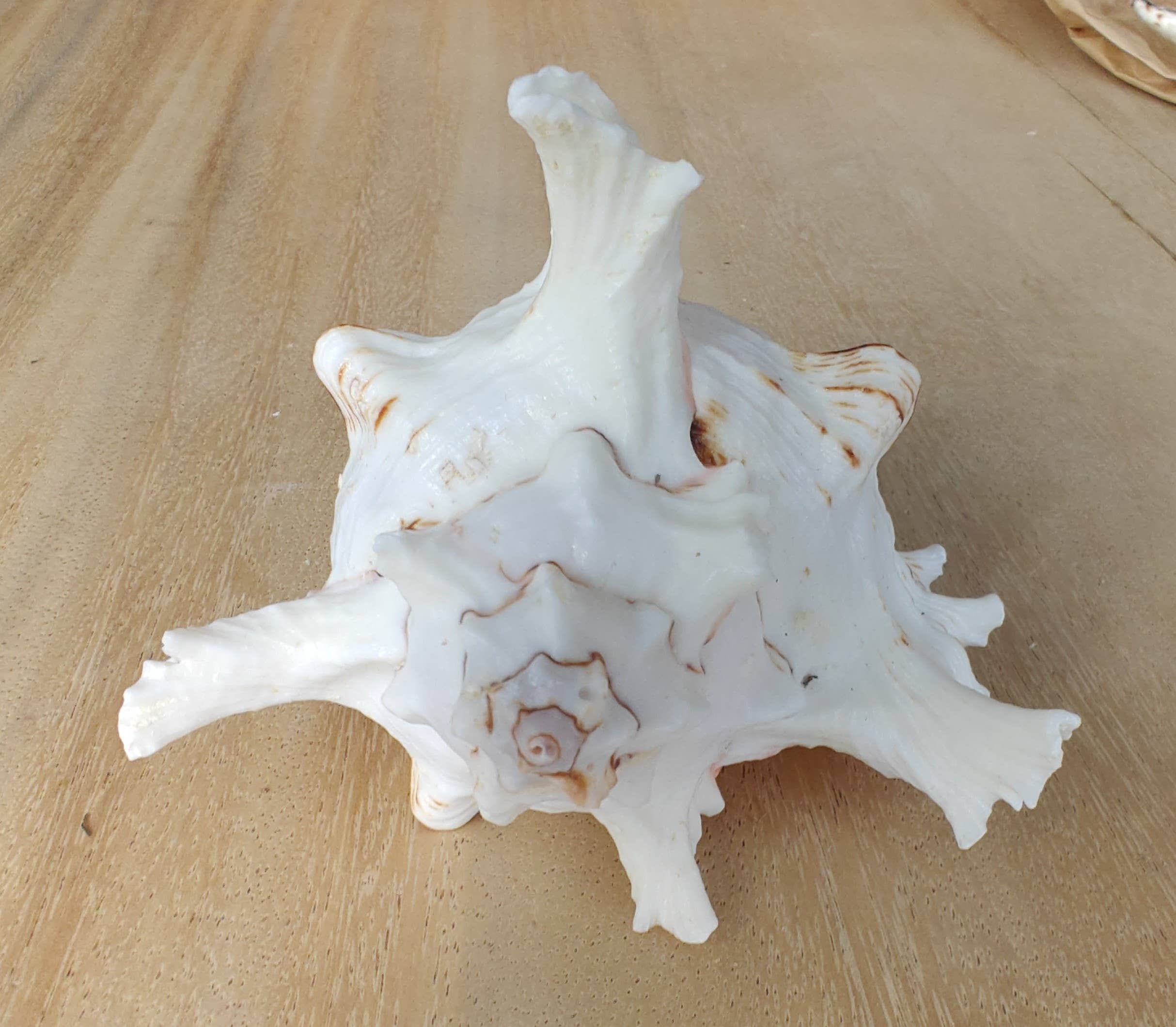 Product Import Holland - Vente Décorations de table - Rogik Small - nature - coquillage - décoration - côte2