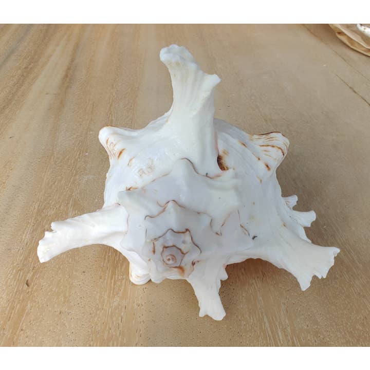 Product Import Holland - Wholesale Decorative Tabletop Object - Rogik Small - nature - shell - decoration - coast2